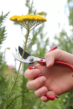 Ergo Pruner - image 2