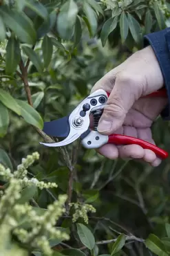 Expert Small Bypass Pruner - image 2