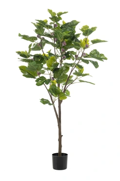 Fig Tree 145cm