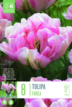 Finola Tulip Bulbs