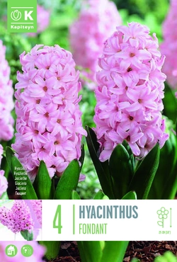Fondant Hyacinth Bulbs