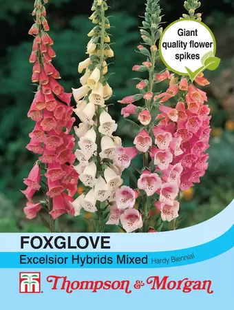 Foxglove Excelsior Hybrids Mixed