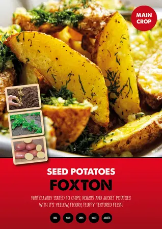 Foxton Seed Potato