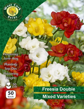 Freesia Double Mixed 50 Bulbs