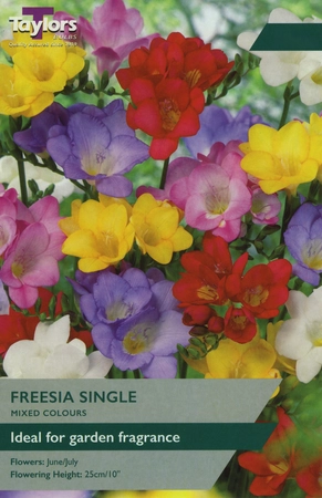 Freesias Single 5up