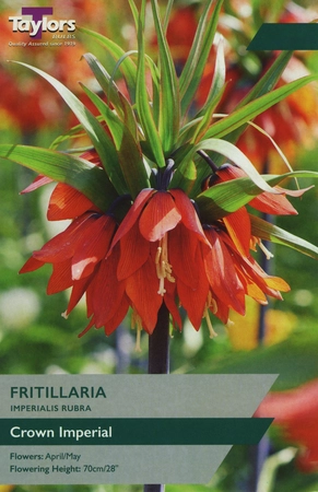 Fritillaria Imperialis Rubra 18-20