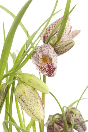 Fritillaria Meleagris Mixed 35 Bulbs Pack - image 5