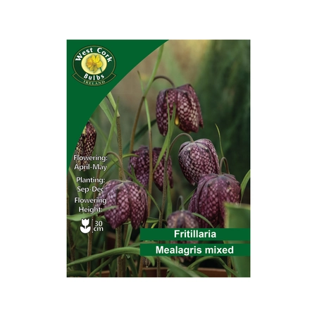 Fritillaria Meleagris Mixed 35 Bulbs Pack - image 1