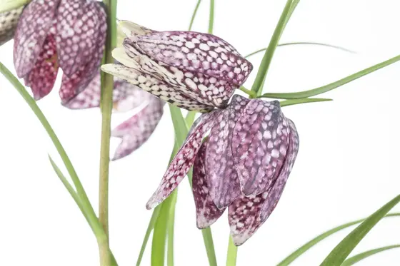 Fritillaria Meleagris Mixed 35 Bulbs Pack - image 2