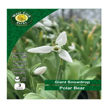 Galanthus Elwesii 'Polar Bear' 3 Bulbs