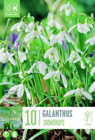 Galanthus Snowdrops X10 5-6