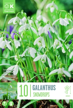 Galanthus Snowdrops X10 5-6