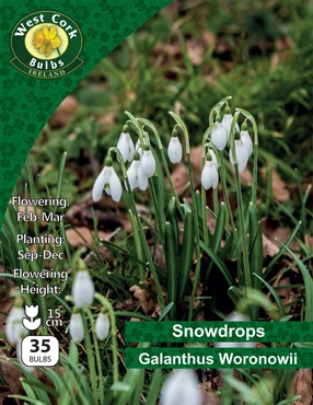 Galanthus Woronowii 35 Bulbs