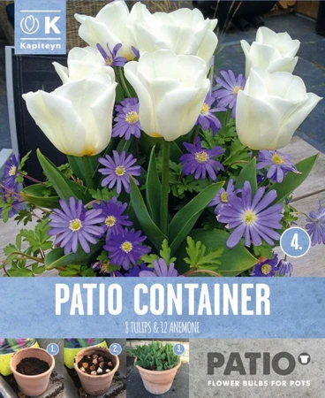 Garden Container Pack  Anemone Blue & Tulip White
