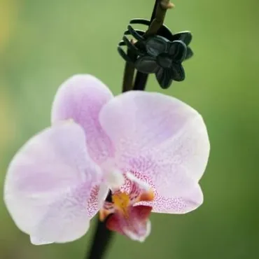 Gardman Plant & Flower Clips - image 3