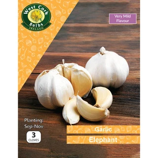 Garlic Elephant 3 Bulbs