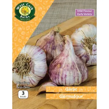 Garlic Germidour 3 Bulbs