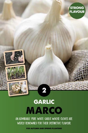 Garlic Marco