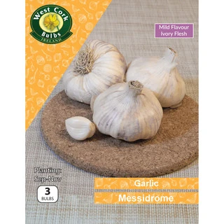 Garlic Messidrome 3 Bulbs