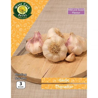 Garlic Theradour 3 Bulbs