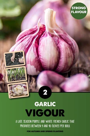 Garlic Vigour