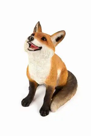 Gazing Fox