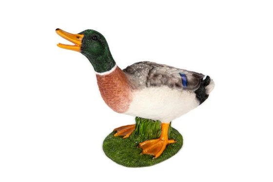 Gazing Mallard Duck