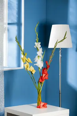 Gladioli Cherry Candy - image 3