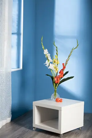 Gladioli Cherry Candy - image 4