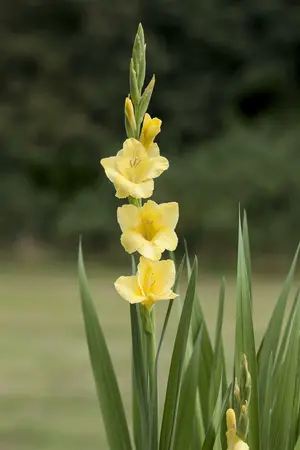 Gladioli Cherry Candy - image 6