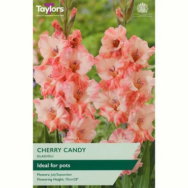 Gladioli Cherry Candy