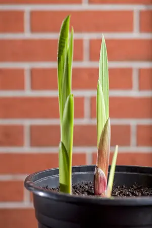 Gladioli Halley - image 2