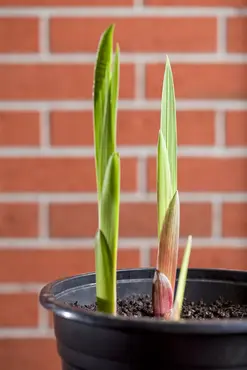 Gladioli Halley - image 2