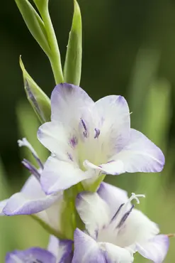 Gladioli Halley - image 5