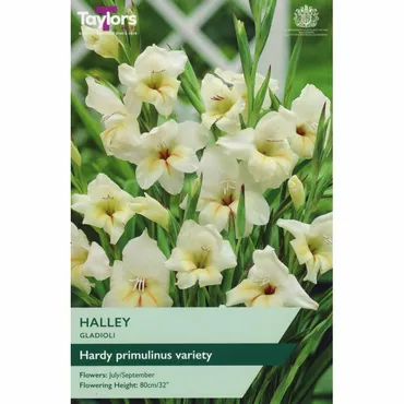 Gladioli Halley