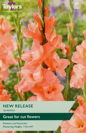 Gladioli New Release