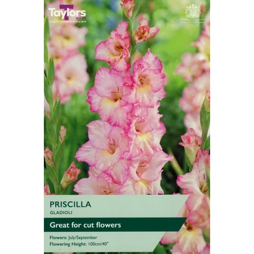Gladioli Priscilla