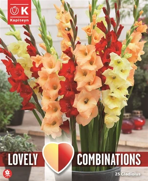 Gladioli Red, Yellow/Orange X25 12-14