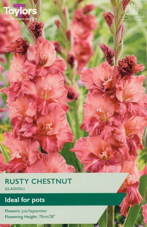 Gladioli Rusty Chestnut