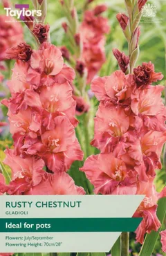 Gladioli Rusty Chestnut