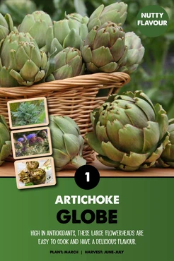 Globe Artichoke (Cynara Scolymus)