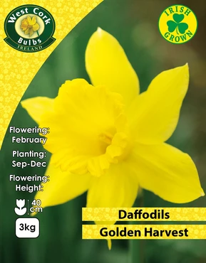 Golden Harvest Daffodils 3kg