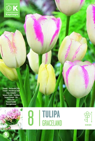 Graceland Multi-Headed Tulip Bulbs