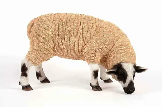 Grazing Sheep