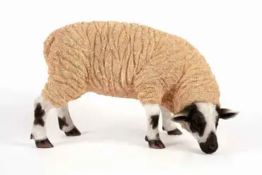 Grazing Sheep