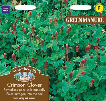 Green Manure Crimson Clover - image 2