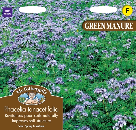 Green Manure Phacelia Tanacetifolia - image 1