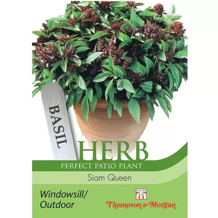 Herb Basil Siam Queen