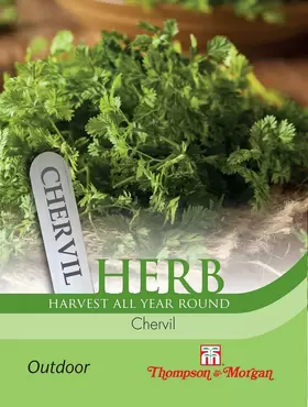 Herb Chervil