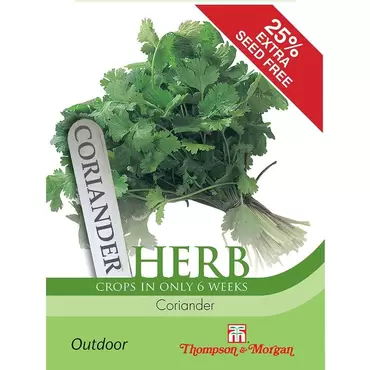Herb Coriander